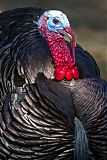 Wild Turkey