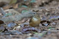 Abbott's Babbler