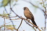 Abert's Towheeborder=