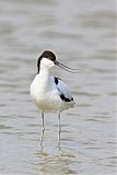 Pied Avocetborder=