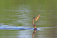 African Darter