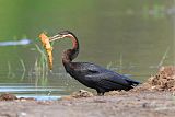 African Darter