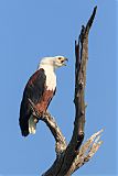 African Fish-Eagle