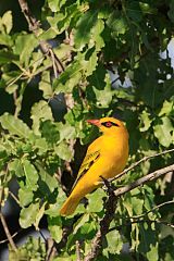 African Golden Oriole