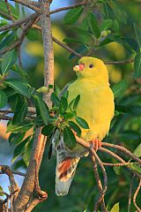 African Green-Pigeon