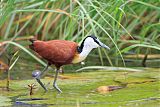 African Jacana