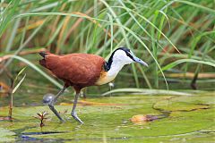 African Jacana