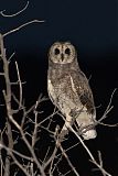 Marsh Owl