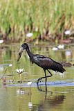 African Openbill