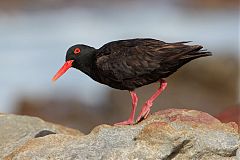 African Oystercatcher