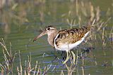 Greater Painted-Snipe