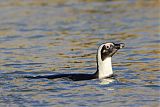 African Penguin