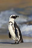 African Penguin