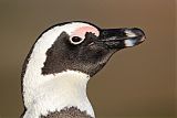 African Penguin