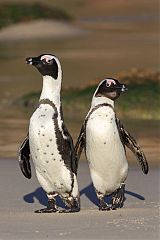 African Penguin