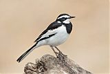 African Pied Wagtailborder=