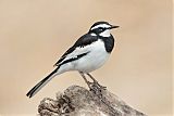 African Pied Wagtail