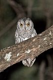 African Scops-Owl