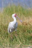 African Spoonbillborder=