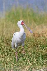 African Spoonbill