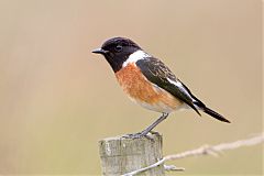 African Stonechat