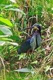 Agami Heron