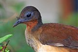 Albert's Lyrebird