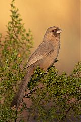 Abert's Towhee