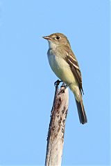 Alder Flycatcher