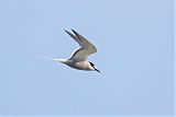 Aleutian Tern