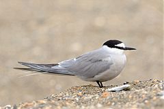 Aleutian Tern