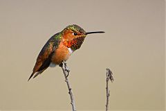 Allen's Hummingbird