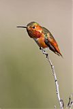 Allen's Hummingbird