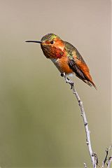 Allen's Hummingbird