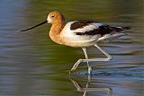 American Avocet