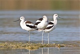 American Avocetborder=