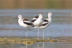 American Avocet