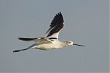 American Avocetborder=