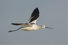 American Avocet