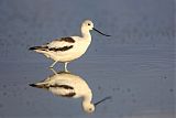 American Avocetborder=