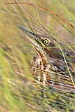 American Bittern