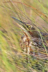 American Bittern