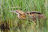 American Bittern