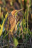 American Bittern