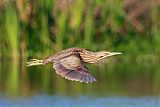 American Bittern