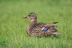 American Black Duck