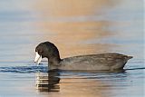 American Coot