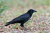 American Crow