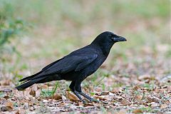 American Crow