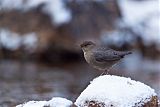 American Dipper